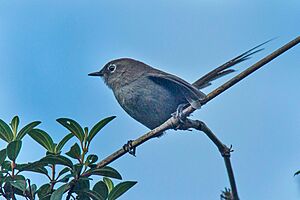 Mouse-colored Thistletail - South Ecuador S4E2287 (16129504574).jpg