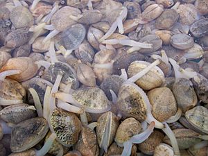 Muscheln mit Sipho Nahaufnahme