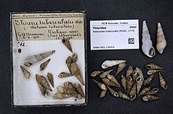 Naturalis Biodiversity Center - Melanoides tuberculata