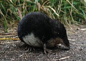 Neomys fodiens (Arendal, Norway)