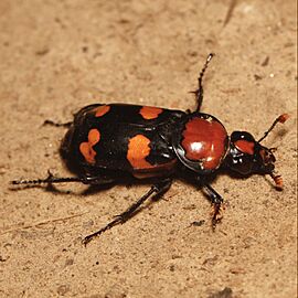 Nicrophorus americanus, American Burying Beetle (female) — walking.jpg