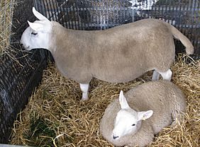 North Country Cheviot Ewe and Lamb