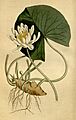 Nymphaea odorata Bot. Mag. 40. 1652. 1814