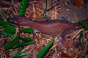 Ocellated Velvet Gecko (Oedura monilis) (9898859954).jpg