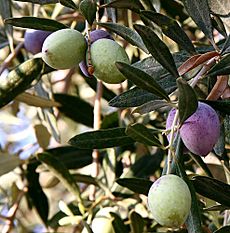 Olivesfromjordan