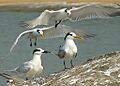 OneSandwichAmongLesserCrestedTerns