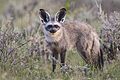 Otocyon megalotis - Etosha 2014