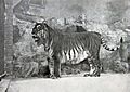 Panthera tigris virgata.jpg