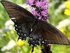 Papilio glaucus-female dark form