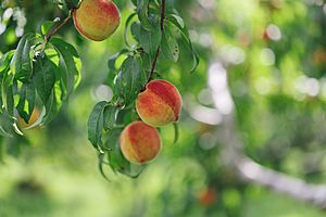 Peaches at Applecrest Farm Orchards - 20107074158