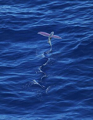 Pink-wing flying fish