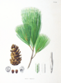 Pinus koraiensis Pinus parviflora SZ116