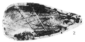 Plecia pulchra holotype Rice 1959 pl4 fig2