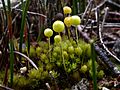 Pleurophascumgrandiglobum5349