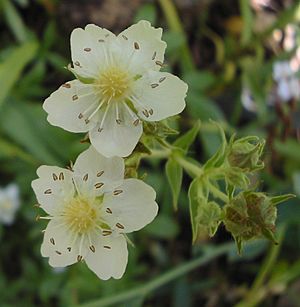 Potentilla alchemilloides