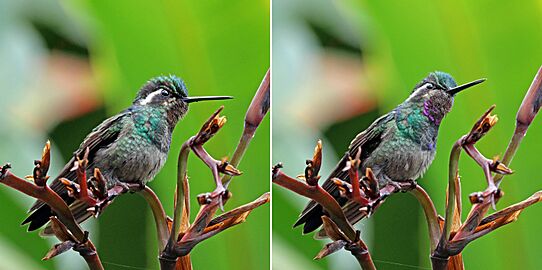 Purple-throated mountaingem (Lampornis calolaema) male composite