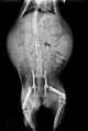 Radiography of a pregnant cat