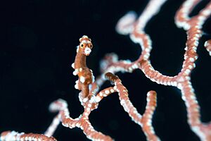 Raja Ampat Santa Claus Pygmy Seahorse