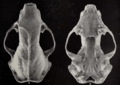 Revision of the skunks of the genus Chincha (1901) pl. 6 M. m. mesomelas