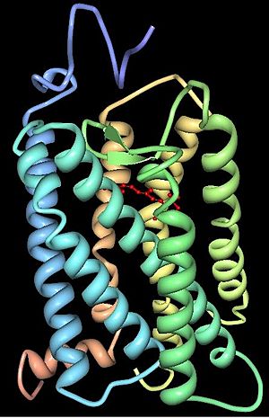 Rhodopsin 3D
