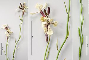 Rucola(Eruca vesicaria),inflorescence,young fruits NL jun2012