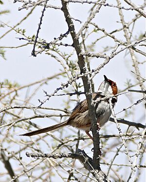 Rufous-eared Warbler (Malcorus pectoralis) (32648090190)