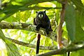 Saguinus fuscicollis 246375885