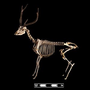 Sambar deer skeleton at MAV-USP
