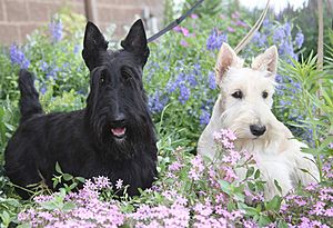 Scottish Terriers.jpg