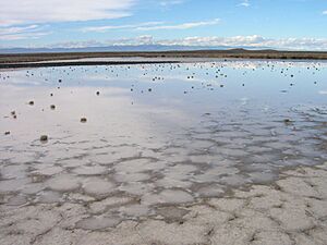 Seasonally flooded playa in SW Idaho