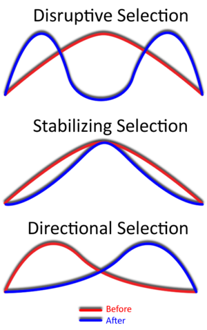 Selectiontypes-n0 images