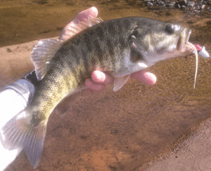 Shoal Bass (Micropterus Cataractae) Flint River, GA.png
