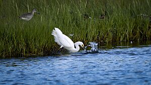 Snowy-Egret-Fish