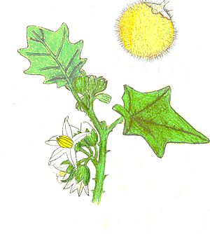 Solanum lasiocarpum.jpg
