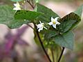 Solanum nigrum