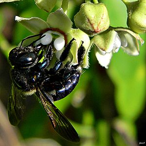 Southern Carpenter Bee (Xylocopa micans) ♀ (7995162522).jpg