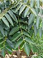 Starr-090421-6250-Polyscias racemosa-leaves-Keikilani Rd Pukalani-Maui (24952473915)