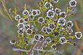 Stirlingia latifolia 22081309959 d3414b4486 o