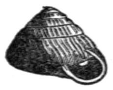 Strobilops labyrinthicus shell