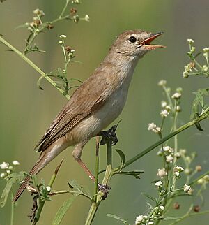 Sykes's Warbler (Hippolais rama) W IMG 6807