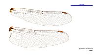 Synthemis tasmanica male wings (35063237705)