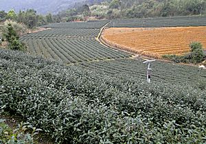 Tea plantation, Pinglin