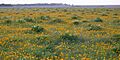 Texas bullnettle & plains coreopsis, Attwater Prairie Chicken National Wildlife Refuge, Colorado Co., TX, USA (3 May 2018)