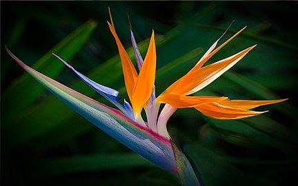 The Bird of Paradise Flower 