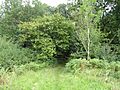 Thorpe Wood, Suffolk 12