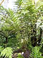 Todea barbara - Botanischer Garten München-Nymphenburg - DSC08007