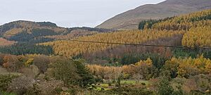 Tollymore Forest Park