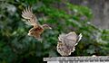 Two small birds interacting, one in flight, one standing