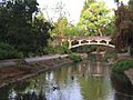 UC Davis arboretum - ducks