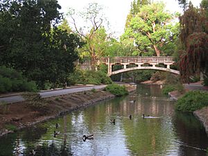 UC Davis arboretum - ducks